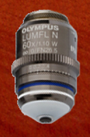Olympus 60x picture