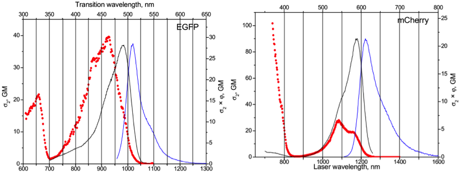 Absorption spectra of EGFP and mCherry